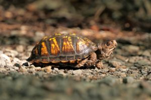 Top 5 Reasons for Slow SQL Server Queries and How to Fix Them